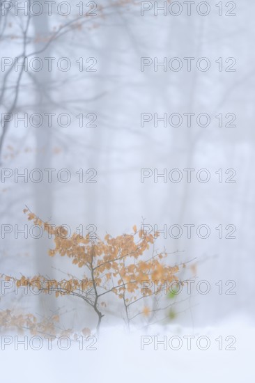 Small copper beech (Fagus sylvatica) with autumn leaves in a wintry forest, Ölberg, Siebengebirge, North Rhine-Westphalia, Germany