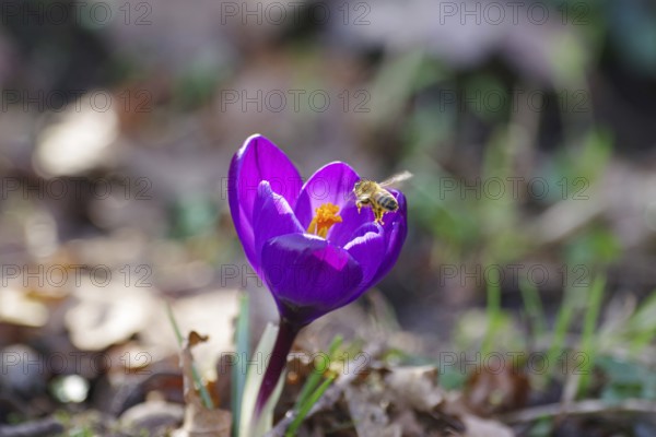Spring crocus (Crocus vernus), spring, bee, purple