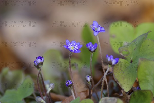 Liverwort (Hepatica nobilis), spring, purple, flower