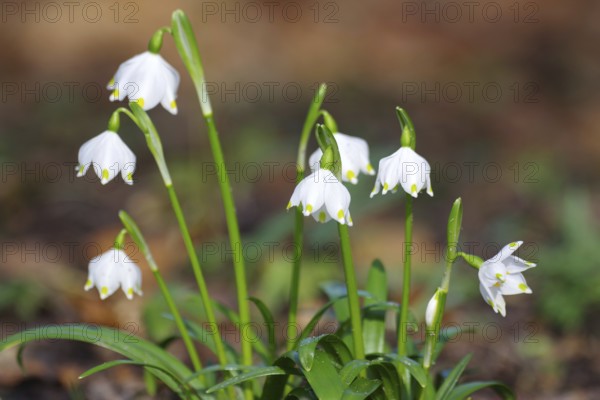 Spring snowflake (Leucojum vernum), white, flower, spring