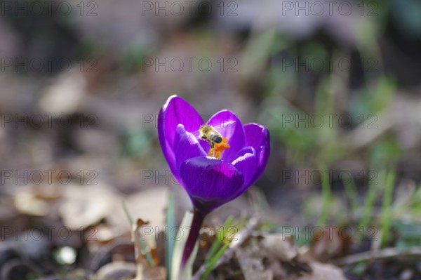 Spring crocus (Crocus vernus), purple, flower, spring, bee