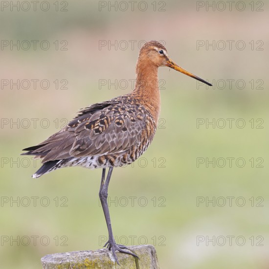 Black-tailed godwit (limosa limosa), on a perch, on a fence post, snipe birds, wildlife, nature photography, wet meadow, Ochsenmoor, Lake Dümmer, Lembruch, Lower Saxony, Germany