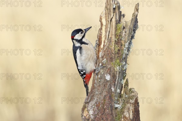 Great spotted woodpecker (Dendrocopos major), male, foraging on a tree stump overgrown with moss and lichen in the forest, Wilnsdorf, North Rhine-Westphalia, Germany