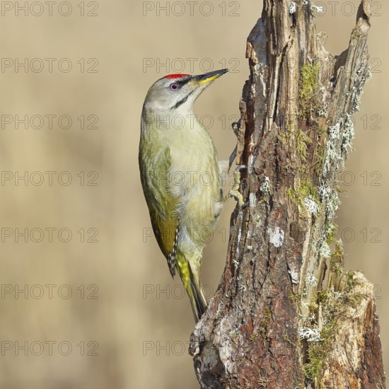 Grey-headed woodpecker (Picus canus), male sitting on a tree stump overgrown with moss and lichen, Wildlife, Woodpeckers, Birds, Nature photography, Wilnsdorf, North Rhine-Westphalia, Germany
