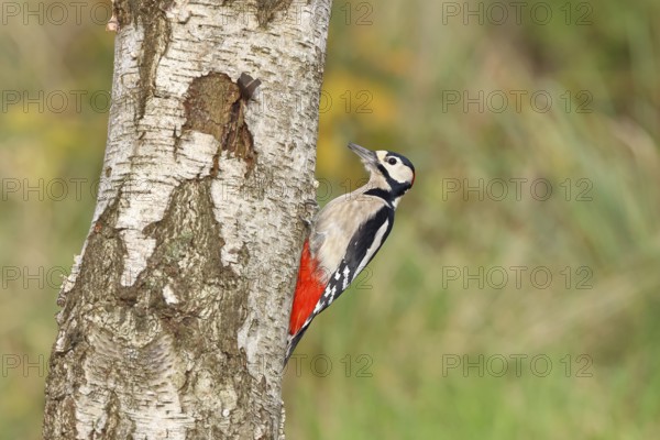 Great spotted woodpecker (Dendrocopus major), male, foraging on the trunk of a common birch (Betula pendula), wildlife, woodpeckers, nature photography, autumn, Wilnsdorf, North Rhine-Westphalia
