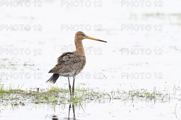 Black-tailed godwit (limosa limosa), in morning mist on a flooded meadow, snipe birds, wildlife, nature photography, wet meadow, Ochsenmoor, Lake Dümmer, Lembruch, Lower Saxony, Germany