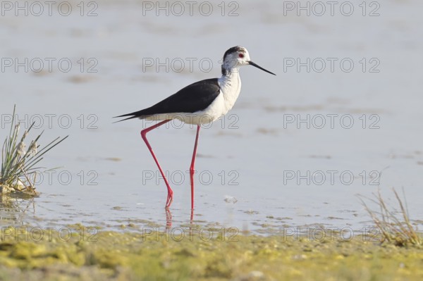 Black-winged Stilt (Himantopus himantopus) foraging in the shallow water of a lake shore, Wildlife, Wading bird, Animals, Waterfowl, Lake Neusiedl National Park, Burgenland, Austria