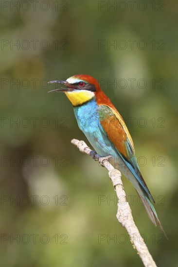 European bee-eater (Merops apiaster) sitting on a branch, Lake Neusiedl, Burgenland, Austria