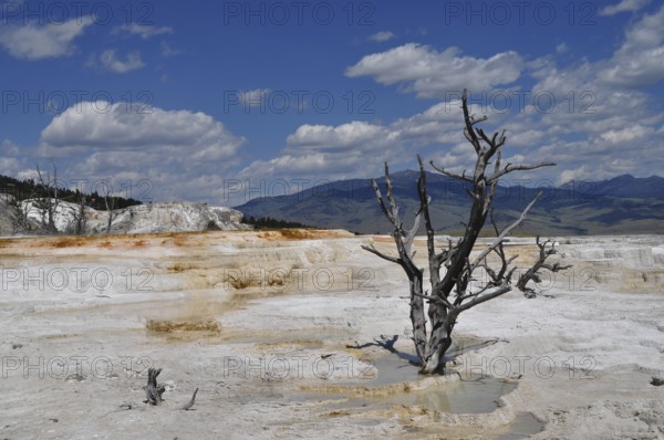 White volcanic deposits with a bare tree against a clear blue sky, Yellowstone National Park, Wyoming, USA