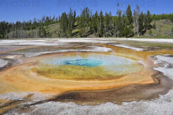 Geological formation of a hot spring with orange edges and blue water in a wooded area, Yellowstone National Park, Wyoming, USA