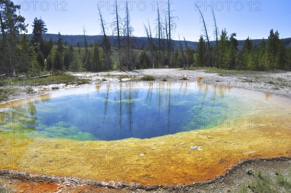 A hot spring surrounded by trees with blue water and vivid yellow and green edges, Yellowstone National Park, Wyoming, USA