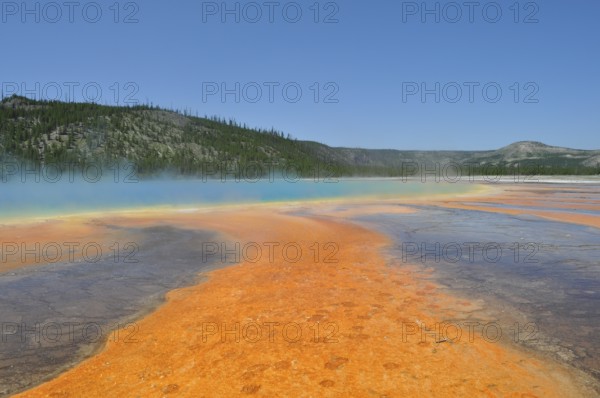 Colorful geothermally active landscape with steam and forest in the background, Grand Prismatic Spring, Yellowstone National Park, Wyoming, USA