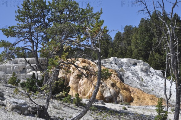 Hill with mineral deposits and hot springs surrounded by trees, Yellowstone National Park, Wyoming, USA