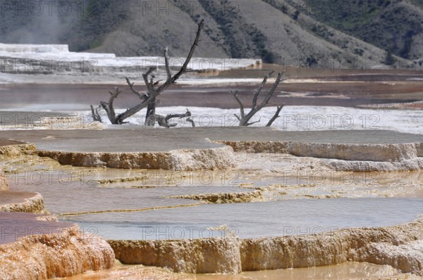 Step-like hot springs with mineral deposits and dead trees in the background, Yellowstone National Park, Wyoming, USA