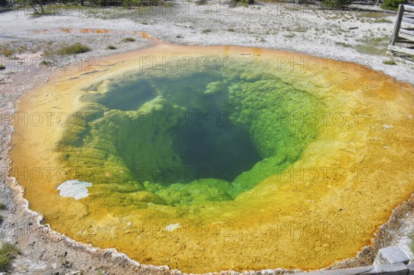 An intensely green and yellow colored geothermal crater with clear water, Morning Glory Pool, in the midst of rocky surroundings, Yellowstone National Park, Wyoming, USA