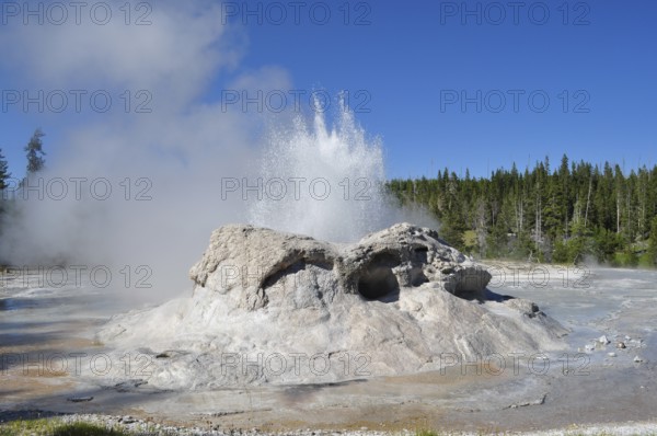 Geyser bubbles water into the air as steam rises surrounded by woodland, Yellowstone National Park, Wyoming, USA