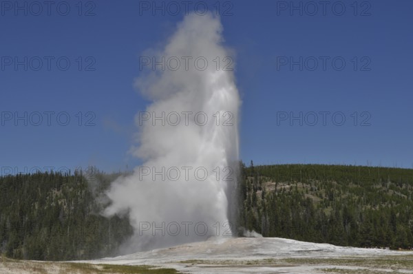 A geyser blows up a large amount of steam surrounded by a wooded area, Old Faithful, Yellowstone National Park, Wyoming, USA