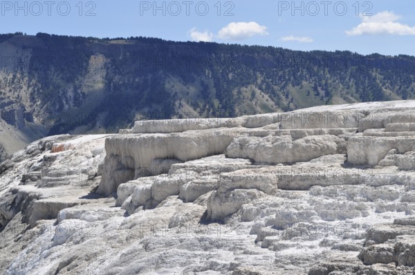 Whitewashed volcanic terraces with forest in the background and blue sky, Yellowstone National Park, Wyoming, USA