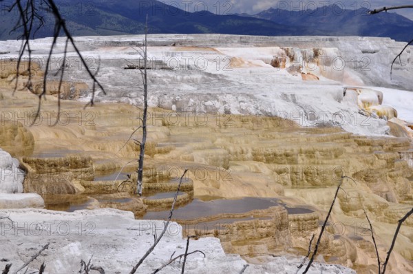 Multicolor volcanic mineral deposits and dead vegetation, Yellowstone National Park, Wyoming, USA