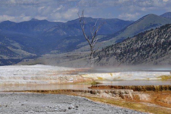 Colored hot springs with a dead tree and mountains in the background and steamy atmosphere, Yellowstone National Park, Wyoming, USA