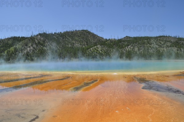 Play of colors and steam over geothermally active area surrounded by trees, Grand Prismatic Spring, Yellowstone National Park, Wyoming, USA