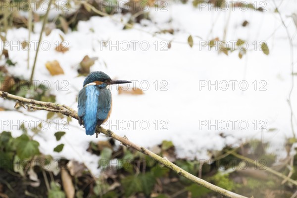 A kingfisher (Alcedo atthis) sitting on a branch, surrounded by winter nature, Hesse, Germany