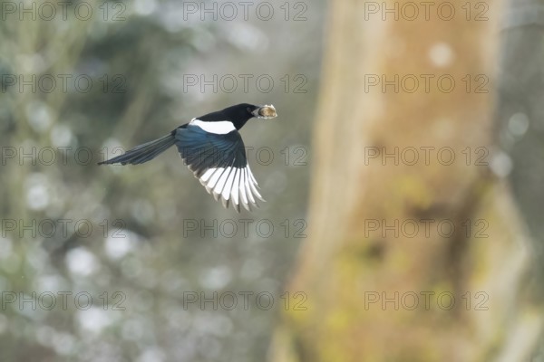 A flying magpie (Pica pica) with a nut in its beak in front of a blurred background with trees and snow, Hesse, Germany