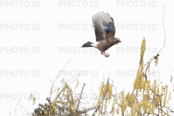 A jay (Garrulus glandarius) flies over flowering hazelnut branches against a clear sky, Hesse, Germany