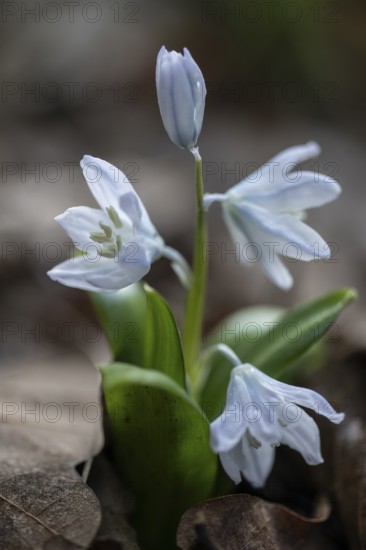 Caucasian blue star (Scilla mischschenkoana), Emsland, Lower Saxony, Germany