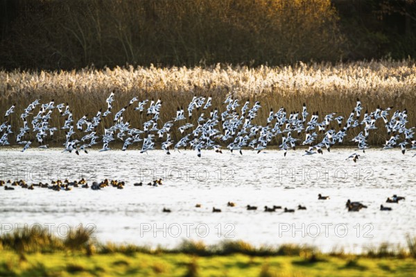 Pied Avocet, Recurvirostra avosetta, birds in flight over marshes, Devon, England, United Kingdom