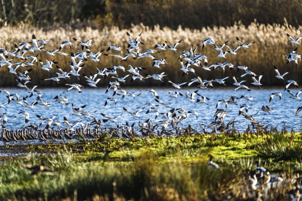 Pied Avocet, Recurvirostra avosetta, birds in flight over winter marshes, Devon, England, United Kingdom