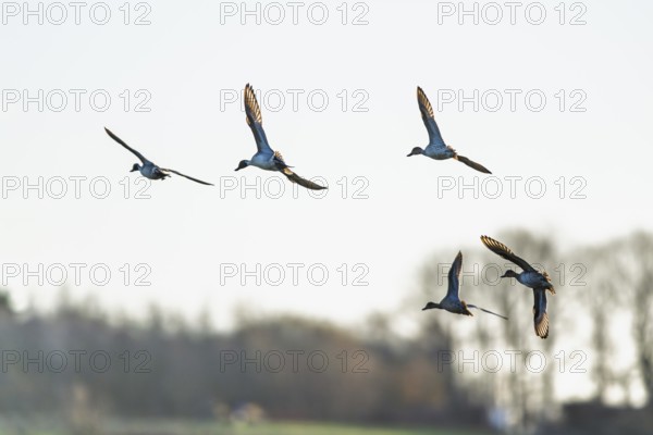 Northern Pintail, Anas acuta, Birds in flight over marshes, Devon, England, United Kingdom