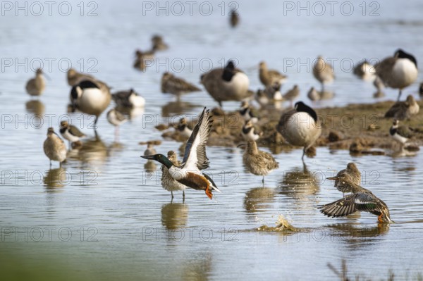 Northern Shoveler, Spatula clypeata, birds in flight over marshes, Devon, England, United Kingdom
