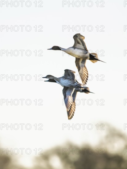 Northern Pintail, Anas acuta, Birds in flight over marshes, Devon, England, United Kingdom