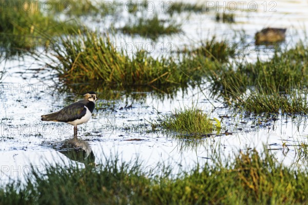 Northern Lapwing, Vanellus vanellus, bird on marshes, Devon, England, United Kingdom