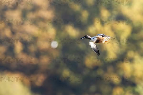 Northern Shoveler, Spatula clypeata, male in flight over marshes, Devon, England, United Kingdom