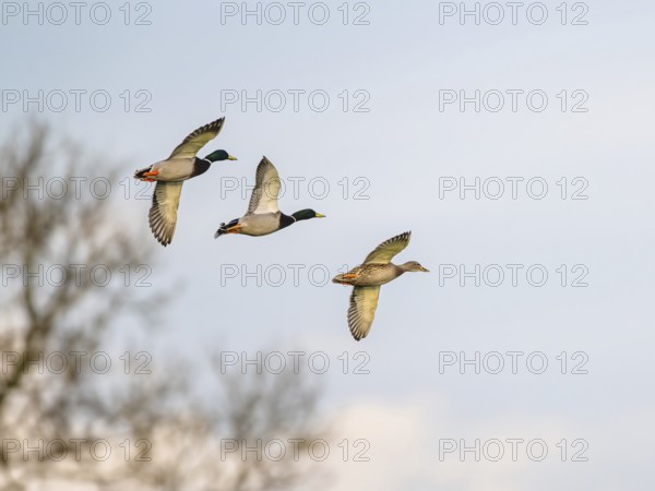 Mallard, Anas platyrhynchos, birds in flight over marshes, Devon, England, United Kingdom