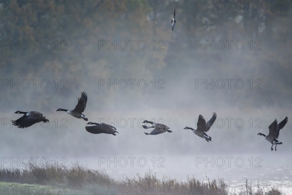 Canada Goose, Branta Canadensis, birds in flight over marshes, Devon, England, United Kingdom