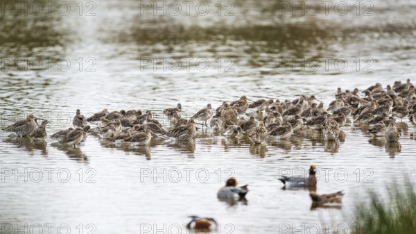 Eurasian Curlew, Numenius arquata, birds on marshes, Devon, England, United Kingdom