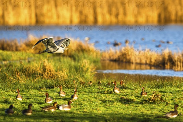Grey Heron, Ardea cinerea, bird in winter on marshes in winter soft morning light, Devon, England, United Kingdom
