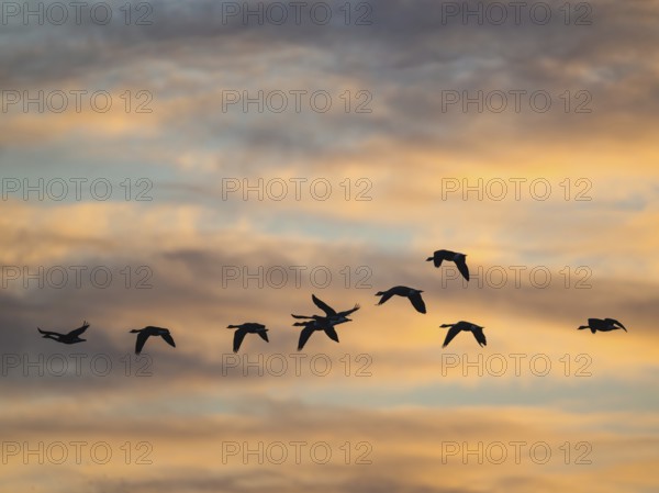 Canada Goose, Branta Canadensis, birds in flight over marshes at sunset, Devon, England, United Kingdom
