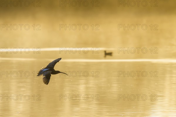 Eurasian Curlew, Numenius arquata, birds in flight over marshes at sunrise, Devon, England, United Kingdom