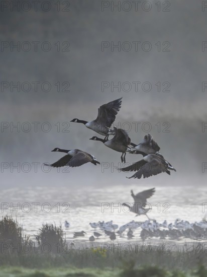 Canada Goose, Branta Canadensis, birds in flight over marshes, Devon, England, United Kingdom