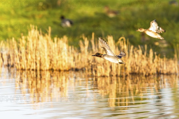 Eurasian Teal, Anas crecca, birds in flight over marshes, Devon, England, United Kingdom
