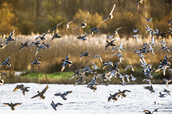 Eurasian Wigeon, Mareca penelope, birds in flight over marshes in Devon, England, United Kingdom
