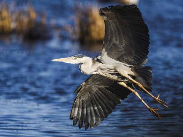 Grey Heron, Ardea cinerea, bird in winter on marshes in winter, Devon, England, United Kingdom
