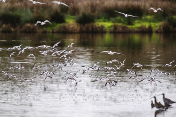 Eurasian Curlew, Numenius arquata, birds in flight over marshes, Devon, England, United Kingdom