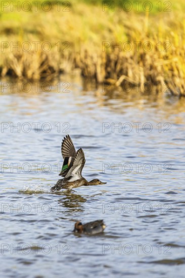 Eurasian Teal, Anas crecca, birds in flight over marshes, Devon, England, United Kingdom