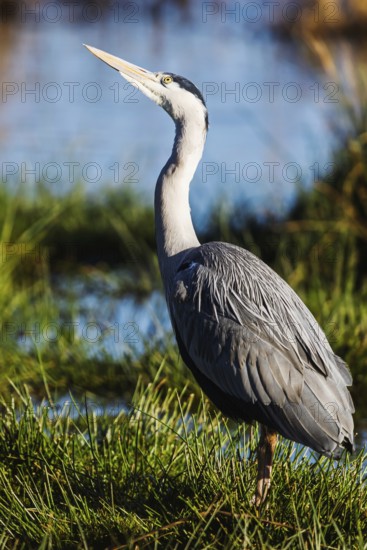 Grey Heron, Ardea cinerea, bird in winter on marshes in winter, Devon, England, United Kingdom