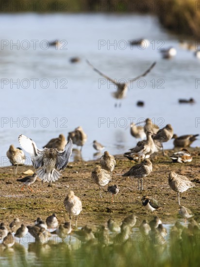 Eurasian Curlew, Numenius arquata, birds in flight over marshes at sunrise, Devon, England, United Kingdom
